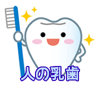 人の乳歯