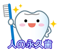 人の永久歯